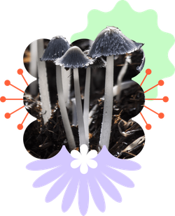 A collage showing small-capped mushrooms